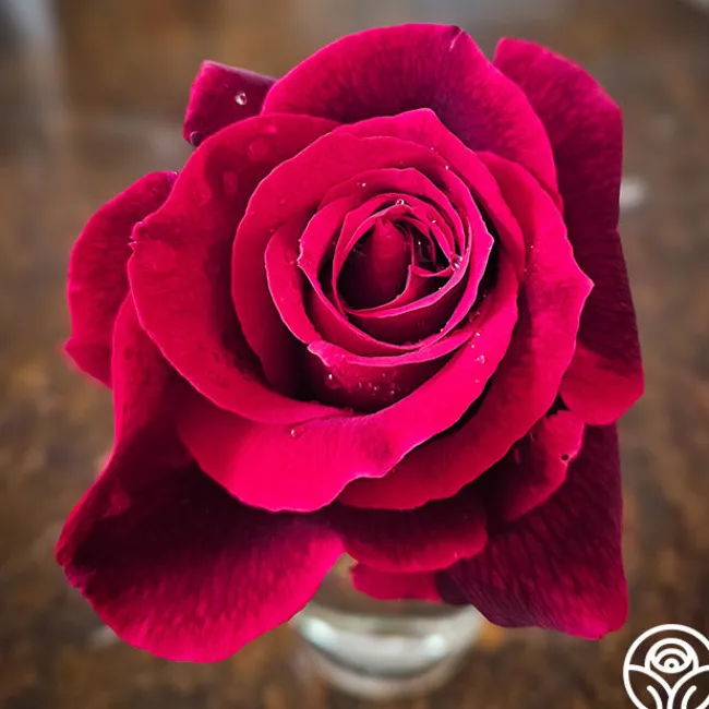 Mister Lincoln®>Heirloom Roses New
