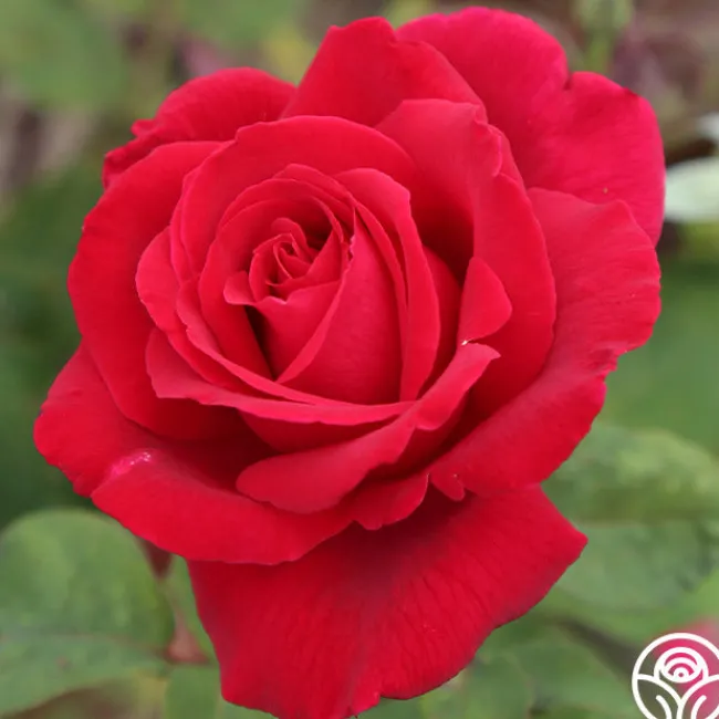 Mister Lincoln®>Heirloom Roses New