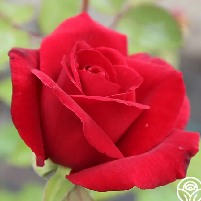 Mister Lincoln®>Heirloom Roses New