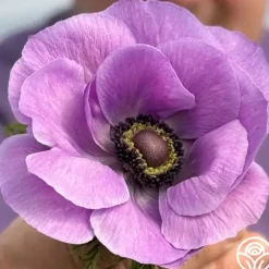 Mistral Milka>Heirloom Roses Online