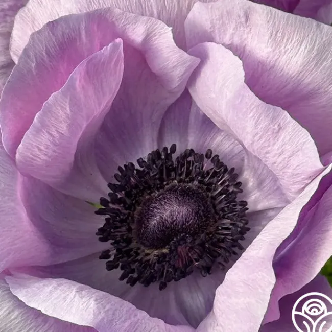 Mistral Milka>Heirloom Roses Online