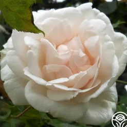 Mme Alfred Carrière>Heirloom Roses Best