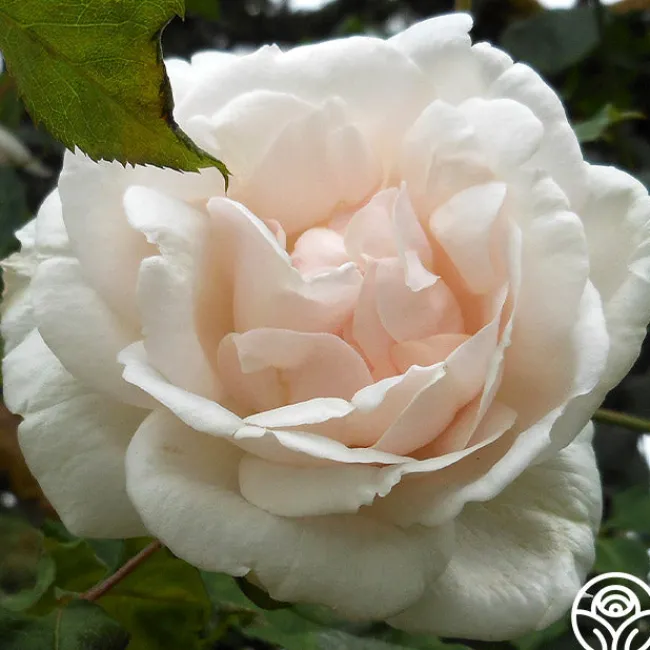 Mme Alfred Carrière>Heirloom Roses Best