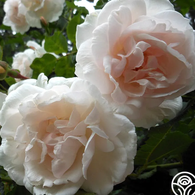 Mme Alfred Carrière>Heirloom Roses Best