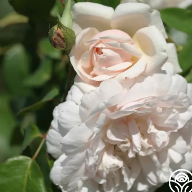 Mme Alfred Carrière>Heirloom Roses Best