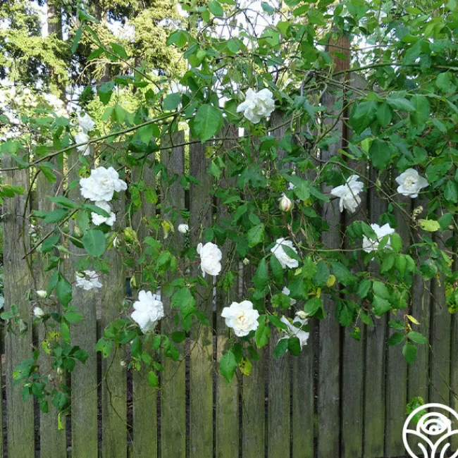 Mme Alfred Carrière>Heirloom Roses Best