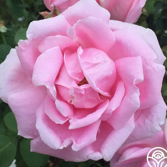 Mme Caroline Testout>Heirloom Roses Hot