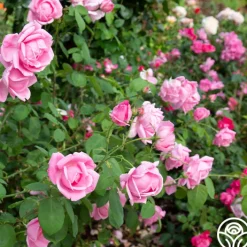 Mme Caroline Testout>Heirloom Roses Hot