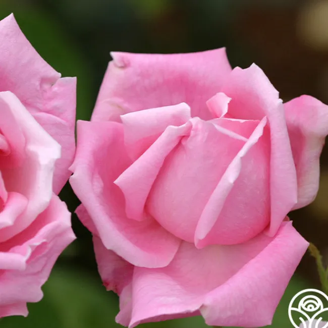 Mme Caroline Testout>Heirloom Roses Hot