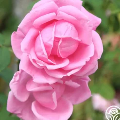 Mme Caroline Testout><noscript><img width=