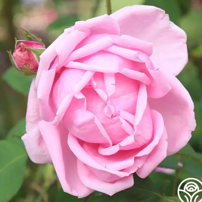 Mme Caroline Testout>Heirloom Roses Hot
