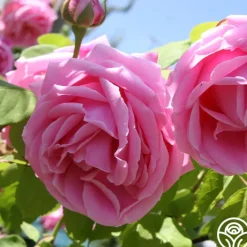 Mme Caroline Testout><noscript><img width=