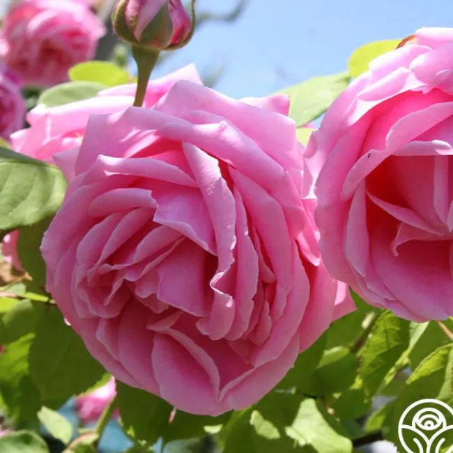Mme Caroline Testout>Heirloom Roses Hot