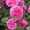Mme Dubost>Heirloom Roses Outlet