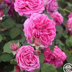 Mme Dubost>Heirloom Roses Outlet