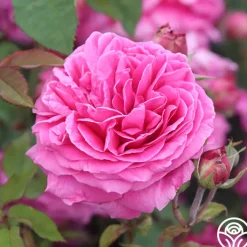 Mme Dubost>Heirloom Roses Outlet