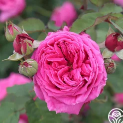 Mme Dubost><noscript><img width=