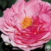 Mme Ernest Calvat>Heirloom Roses Hot