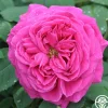 Mme Isaac Pereire>Heirloom Roses Outlet