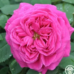 Mme Isaac Pereire>Heirloom Roses Outlet