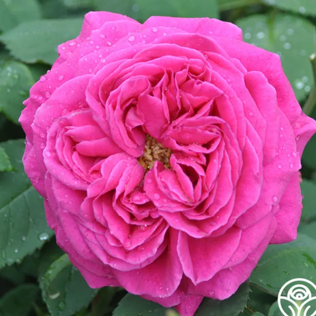 Mme Isaac Pereire>Heirloom Roses Outlet