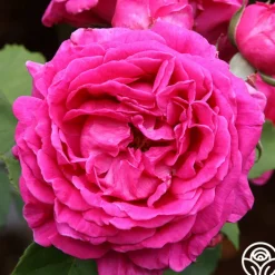 Mme Isaac Pereire>Heirloom Roses Outlet