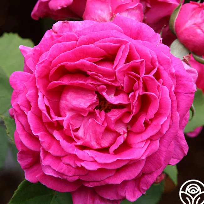 Mme Isaac Pereire>Heirloom Roses Outlet