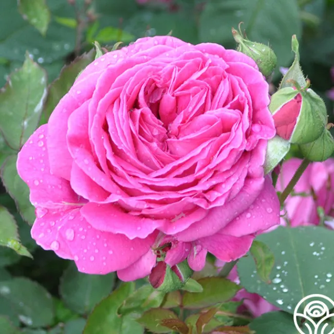 Mme Isaac Pereire>Heirloom Roses Outlet