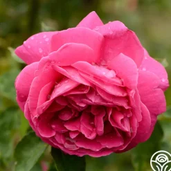 Mme Isaac Pereire><noscript><img width=