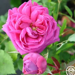 Mme Isaac Pereire><noscript><img width=