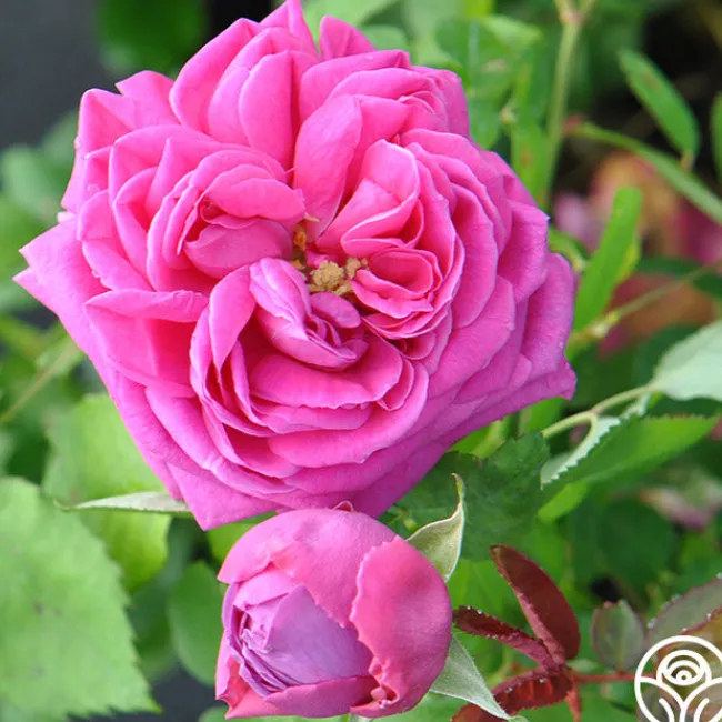 Mme Isaac Pereire>Heirloom Roses Outlet