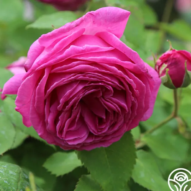 Mme Isaac Pereire>Heirloom Roses Outlet