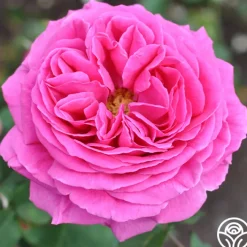 Mme Isaac Pereire><noscript><img width=
