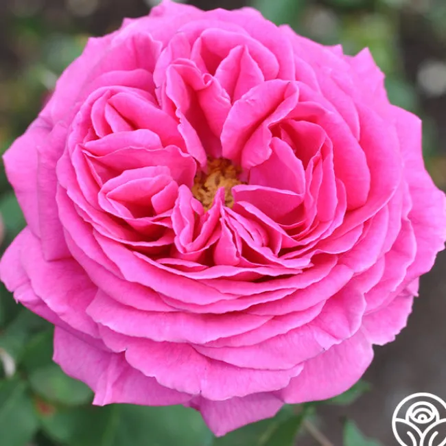Mme Isaac Pereire>Heirloom Roses Outlet