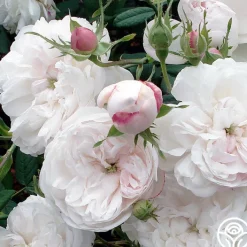 Mme Plantier>Heirloom Roses New