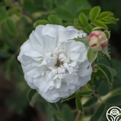 Mme Plantier>Heirloom Roses New