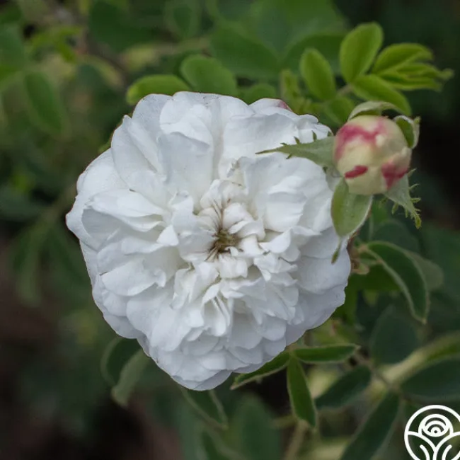 Mme Plantier>Heirloom Roses New