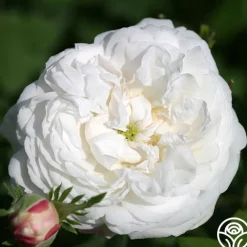 Mme Plantier><noscript><img width=