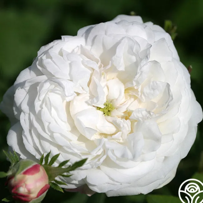 Mme Plantier>Heirloom Roses New