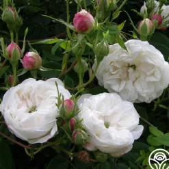 Mme Plantier><noscript><img width=