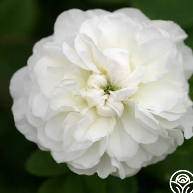 Mme Plantier>Heirloom Roses New