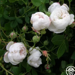 Mme Plantier><noscript><img width=