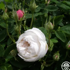 Mme Plantier><noscript><img width=