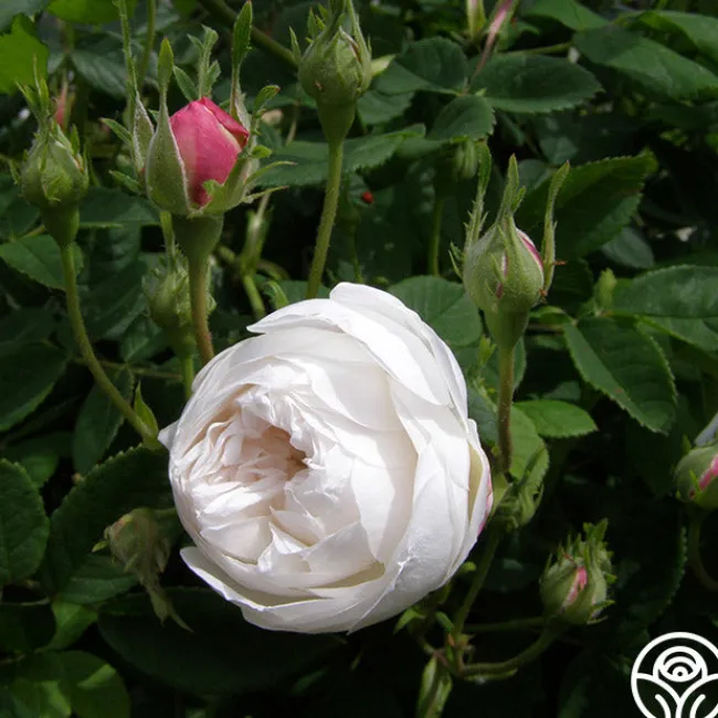 Mme Plantier>Heirloom Roses New
