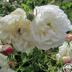 Mme Plantier><noscript><img width=