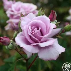 Mme Violet>Heirloom Roses Sale
