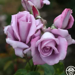 Mme Violet>Heirloom Roses Sale