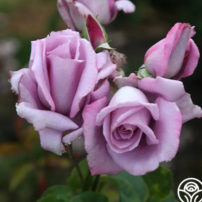 Mme Violet>Heirloom Roses Sale