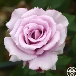 Mme Violet><noscript><img width=