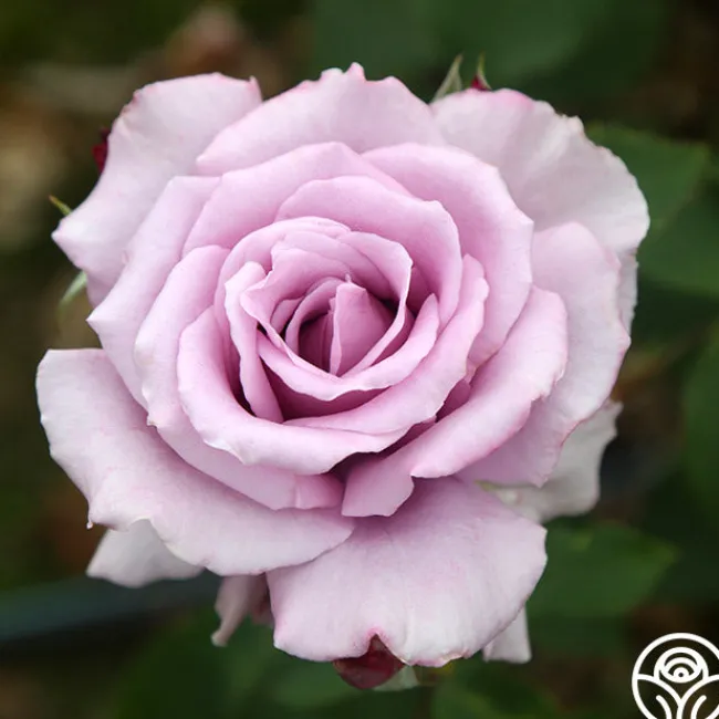 Mme Violet>Heirloom Roses Sale